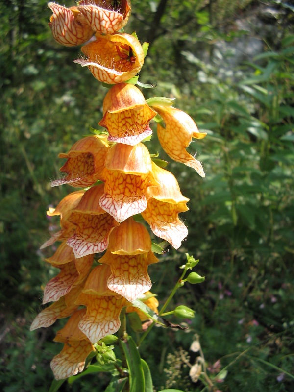 Digitalis laevigata